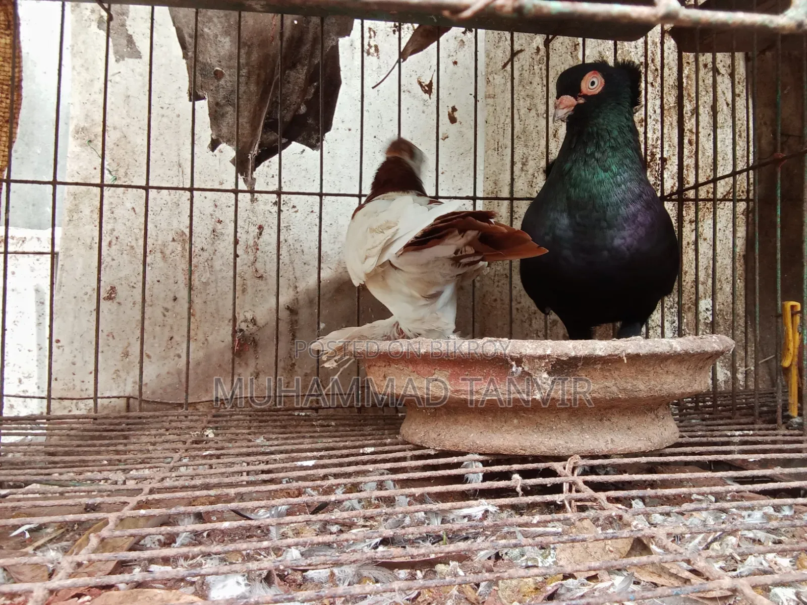 দেশি মুরগি মিডিয়াম বাচ্চা