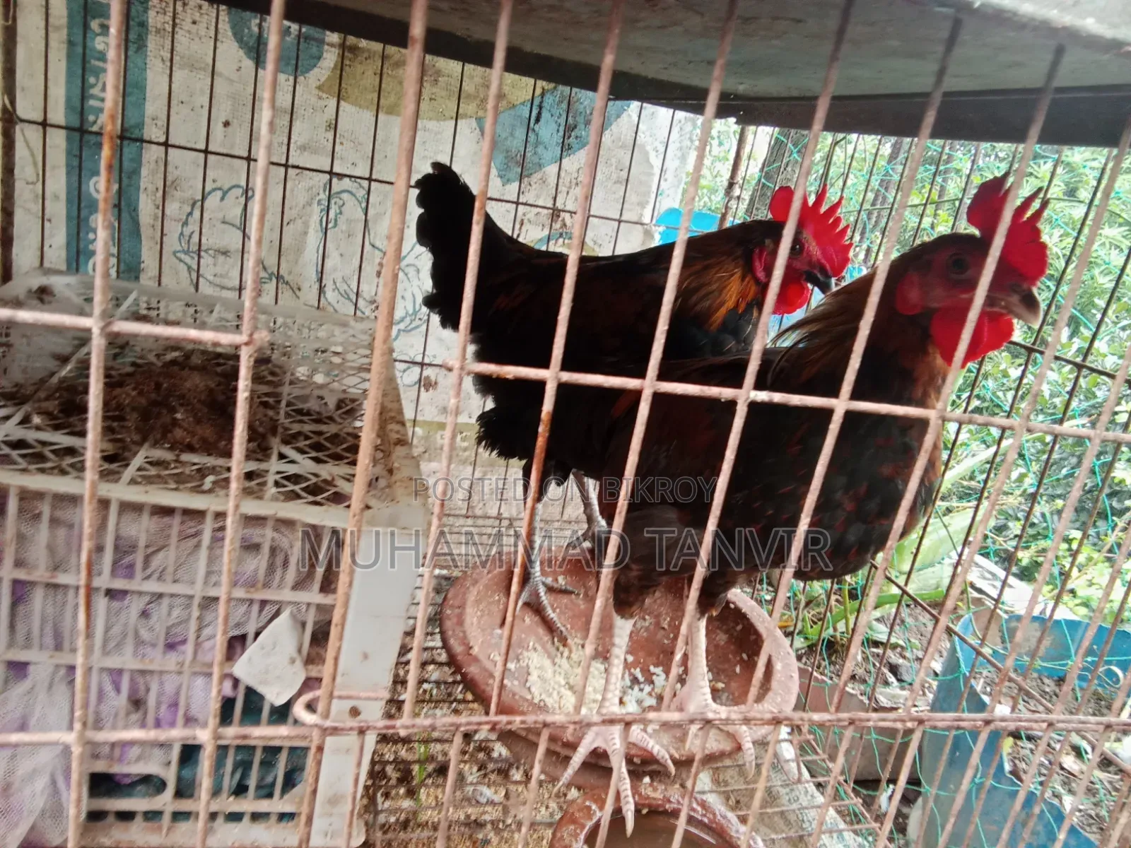 দেশি মুরগি মিডিয়াম বাচ্চা