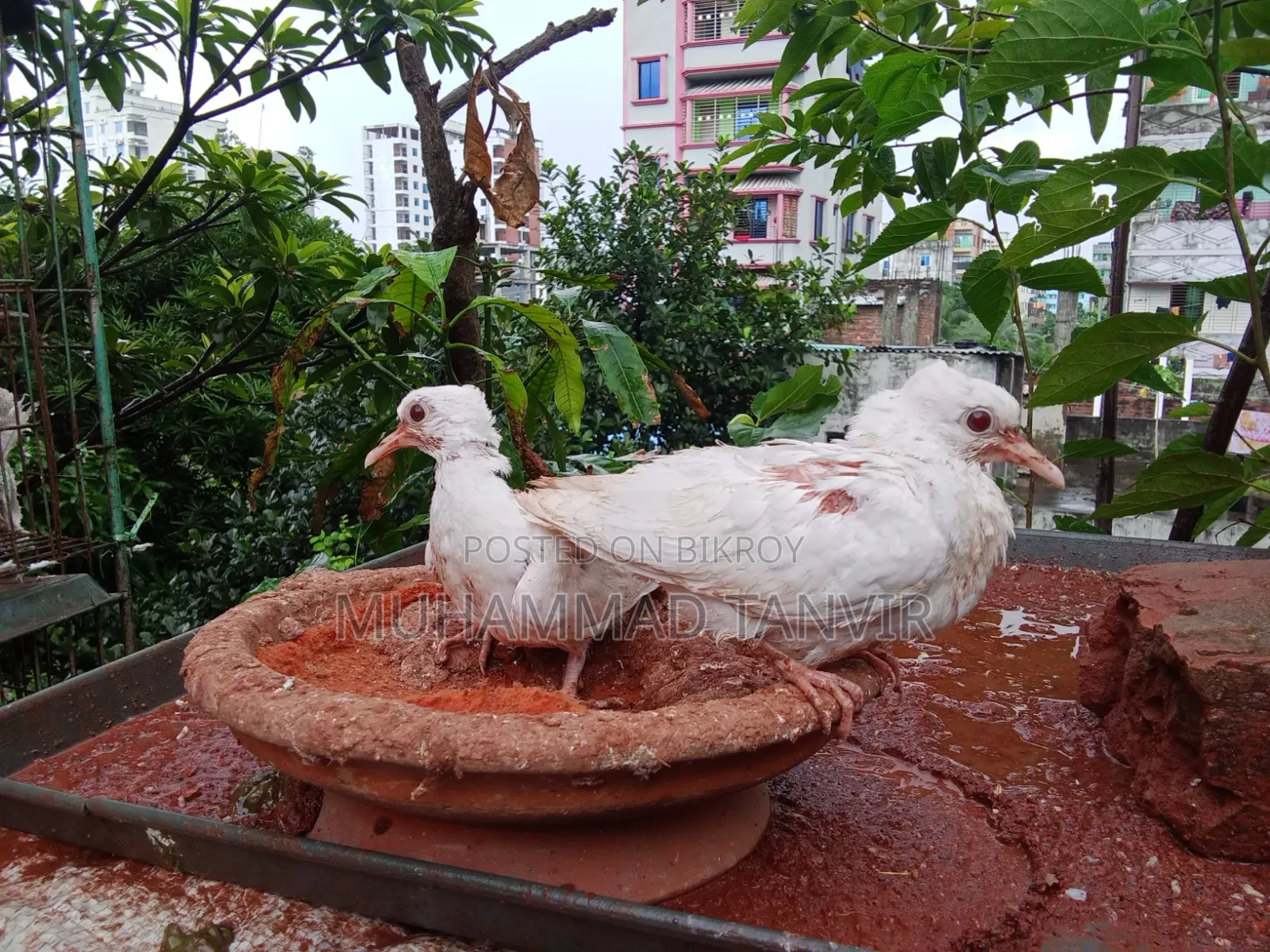 দেশি মুরগি মিডিয়াম বাচ্চা