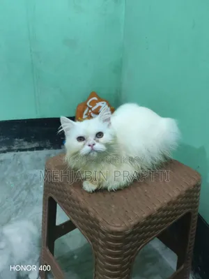 3-6 Months Male Purebred Persian