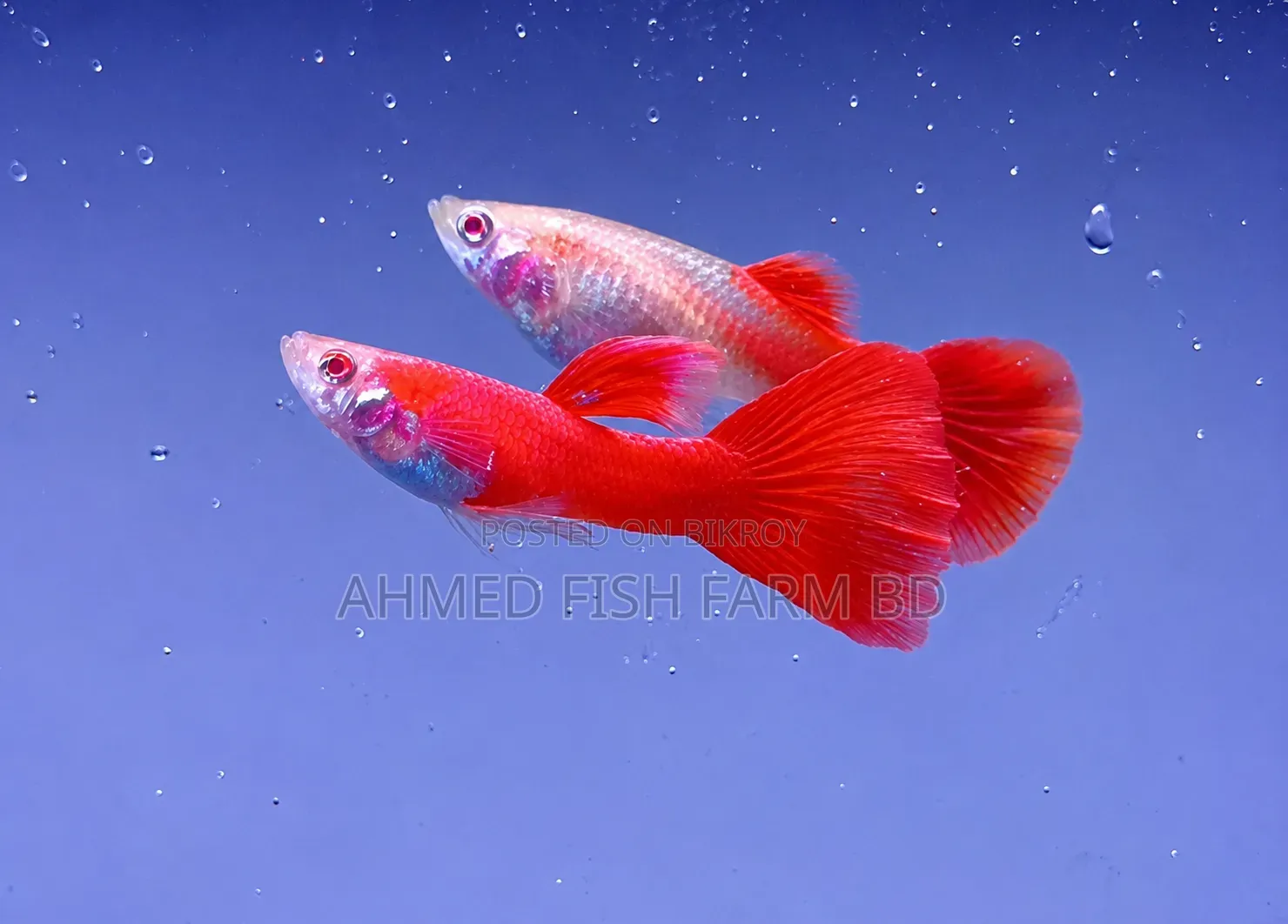 প্রিমিয়াম ফুল রেড গাপ্পি ফিশ জোড়া | পিওর ব্লাডলাইন |