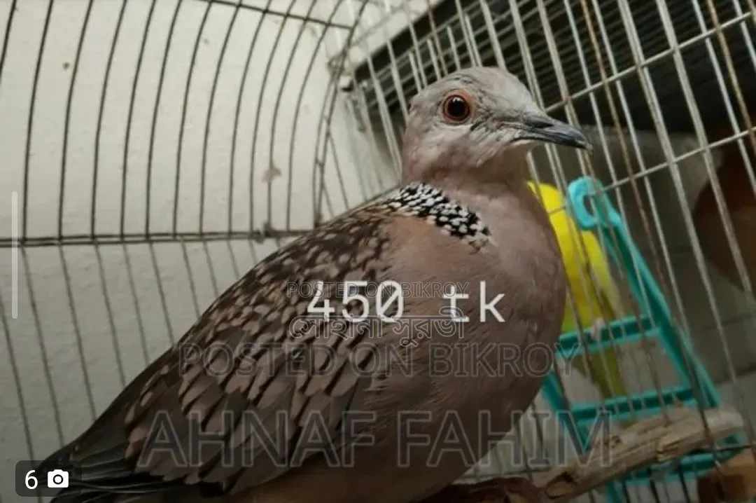 Australian Dove