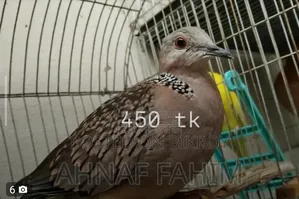 Australian Dove