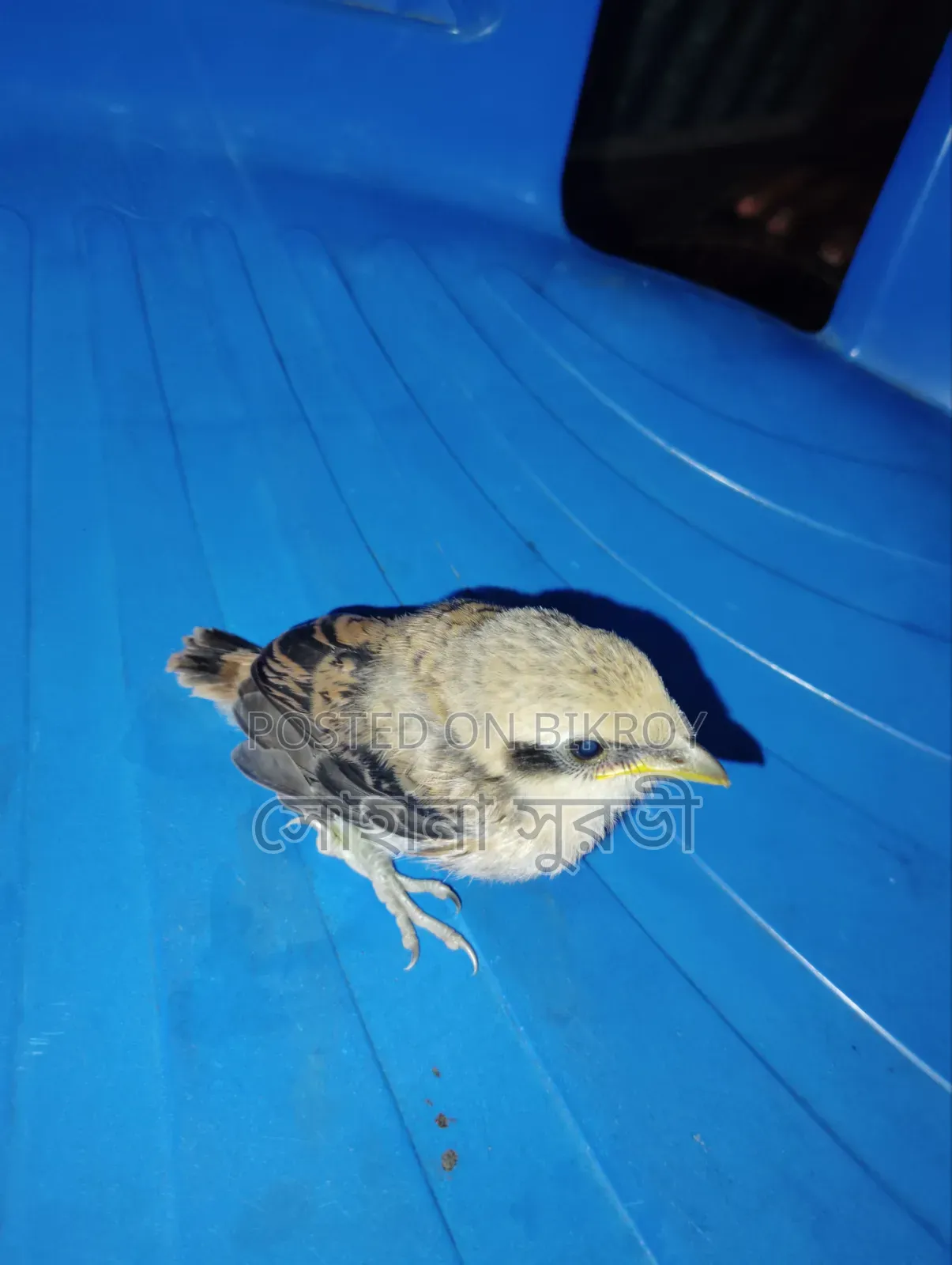 Australian Dove