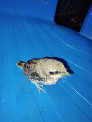 Australian Dove