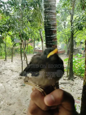 Australian Dove