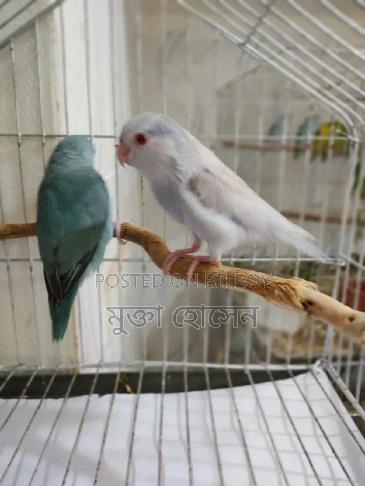 Forpus ( Adult Babies)