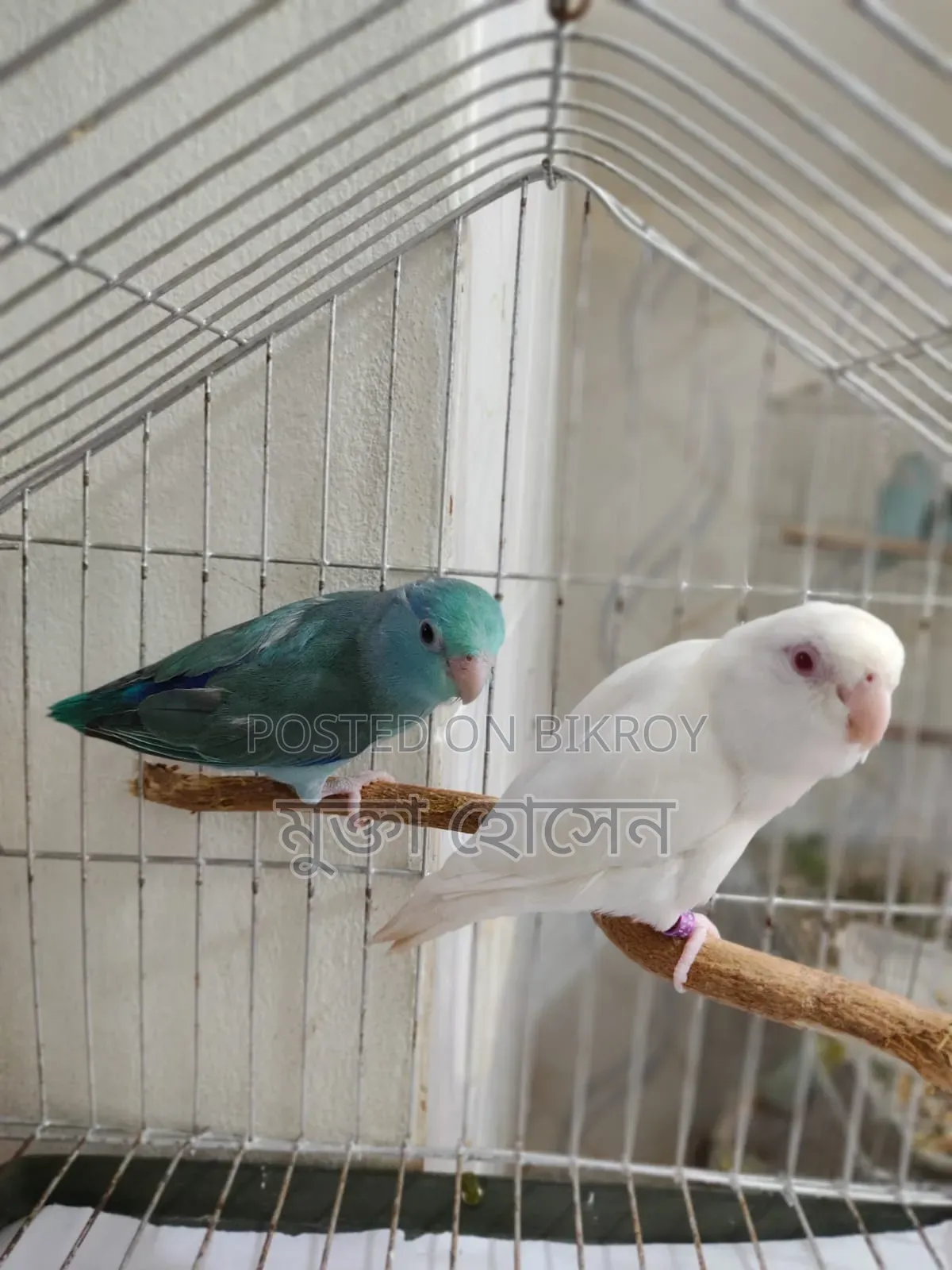Forpus ( Adult Babies)