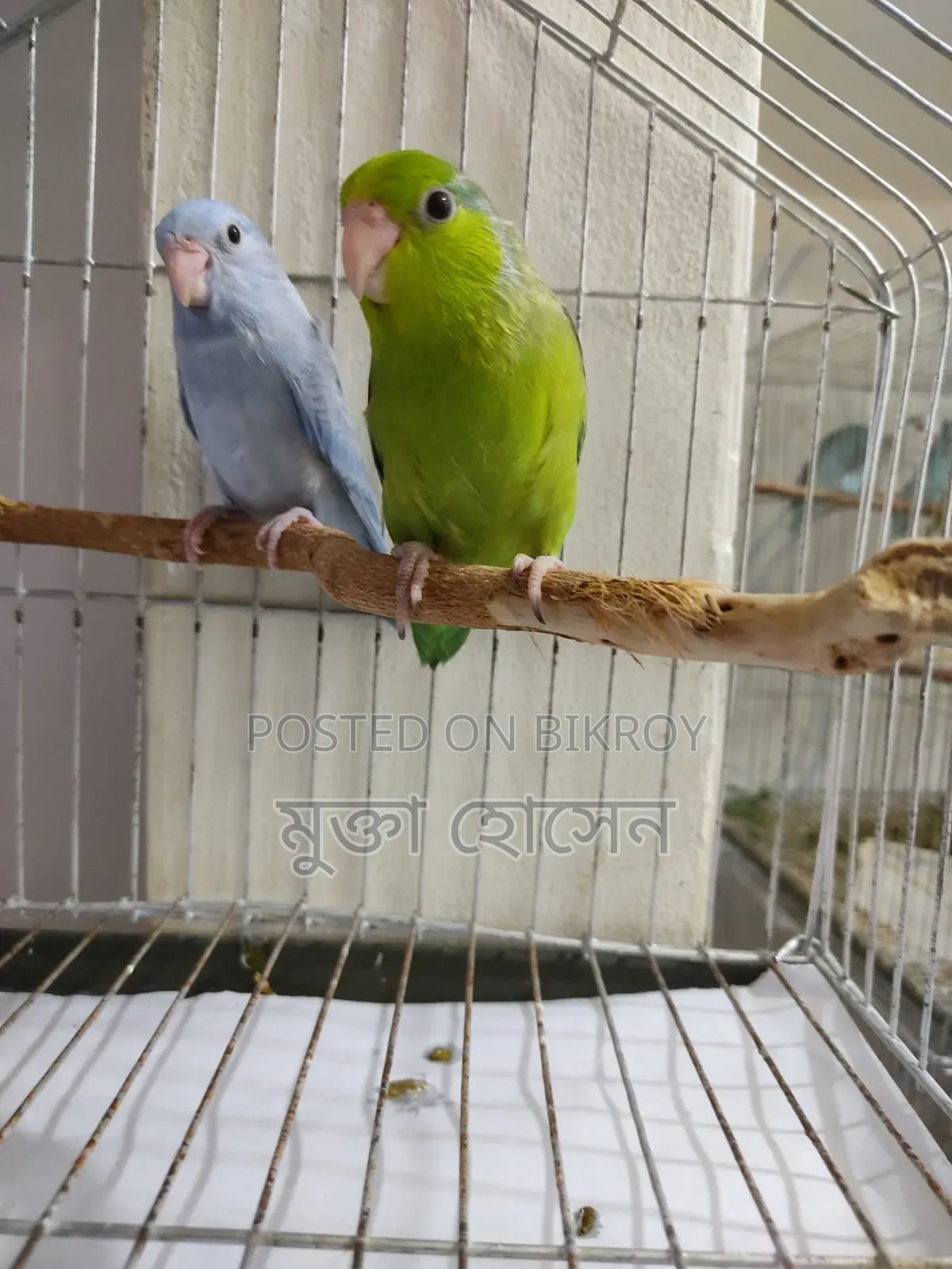 Forpus ( Adult Babies)