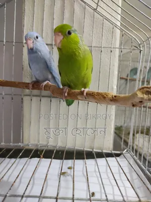 Forpus ( Adult Babies)