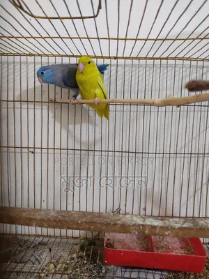 Forpus ( Adult Babies)
