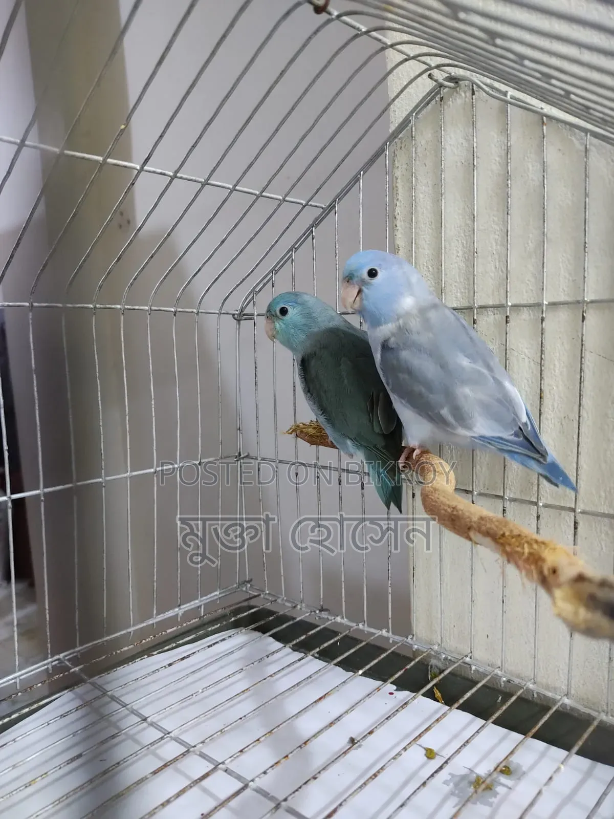 Forpus ( Adult Babies)