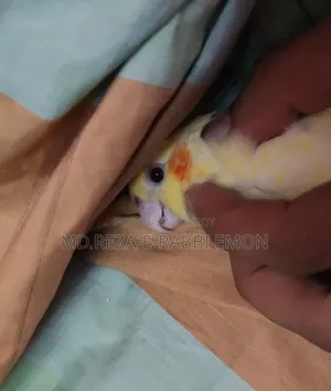 Tame Cockatiel Bird