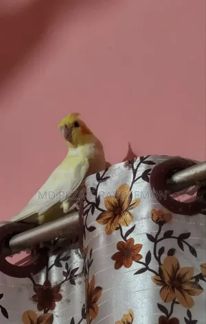 Tame Cockatiel Bird