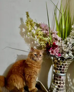 3-6 Months Male Purebred Persian