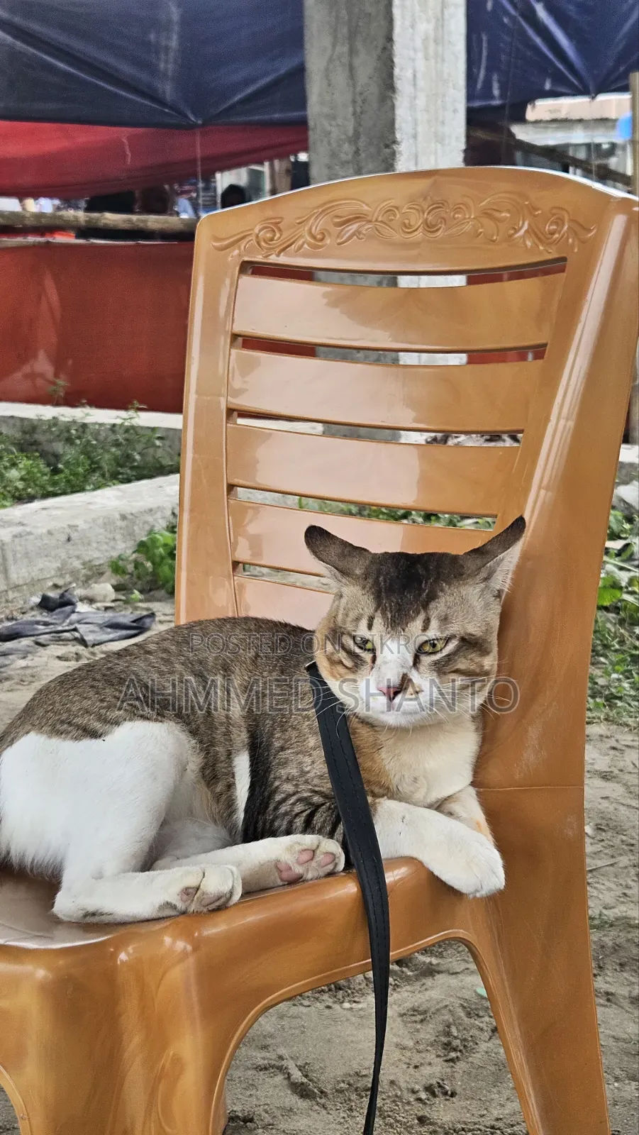 6-12 Months Male Mixed Breed British Shorthair