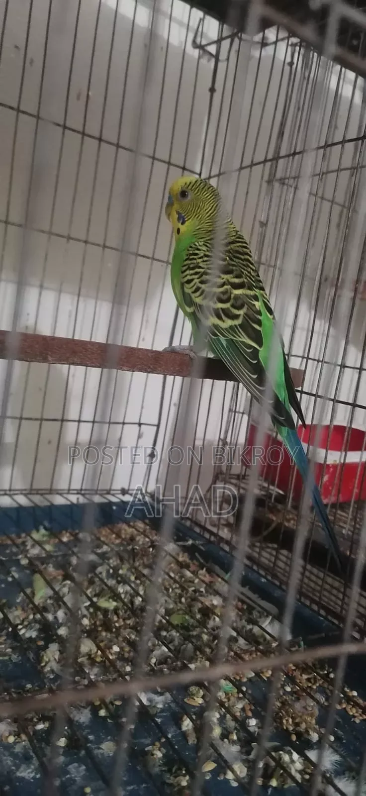 ডিম বাচ্চা করা ও নিউ এডাল্ট বাজরিগার বিক্রি করা হবে। ।