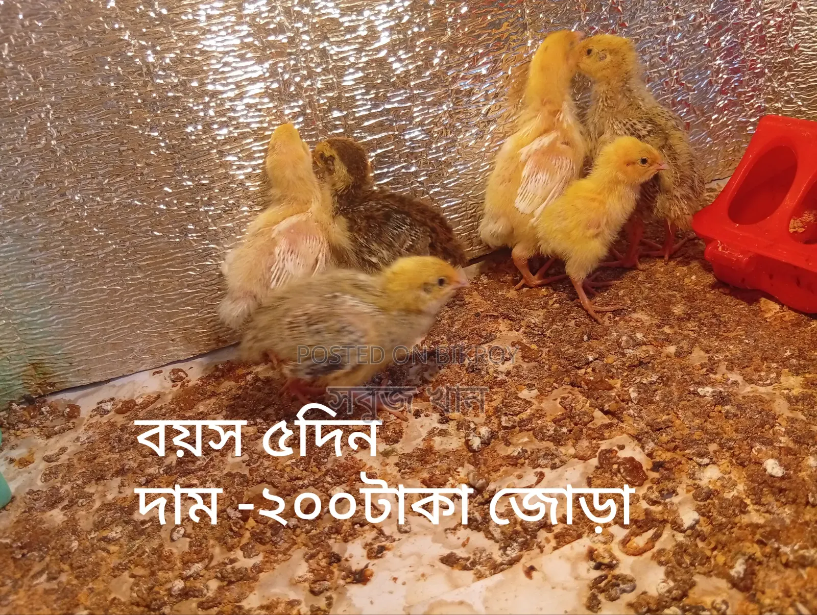 কটনিক্স জায়েন্ট কোয়েল ও খাঁচা