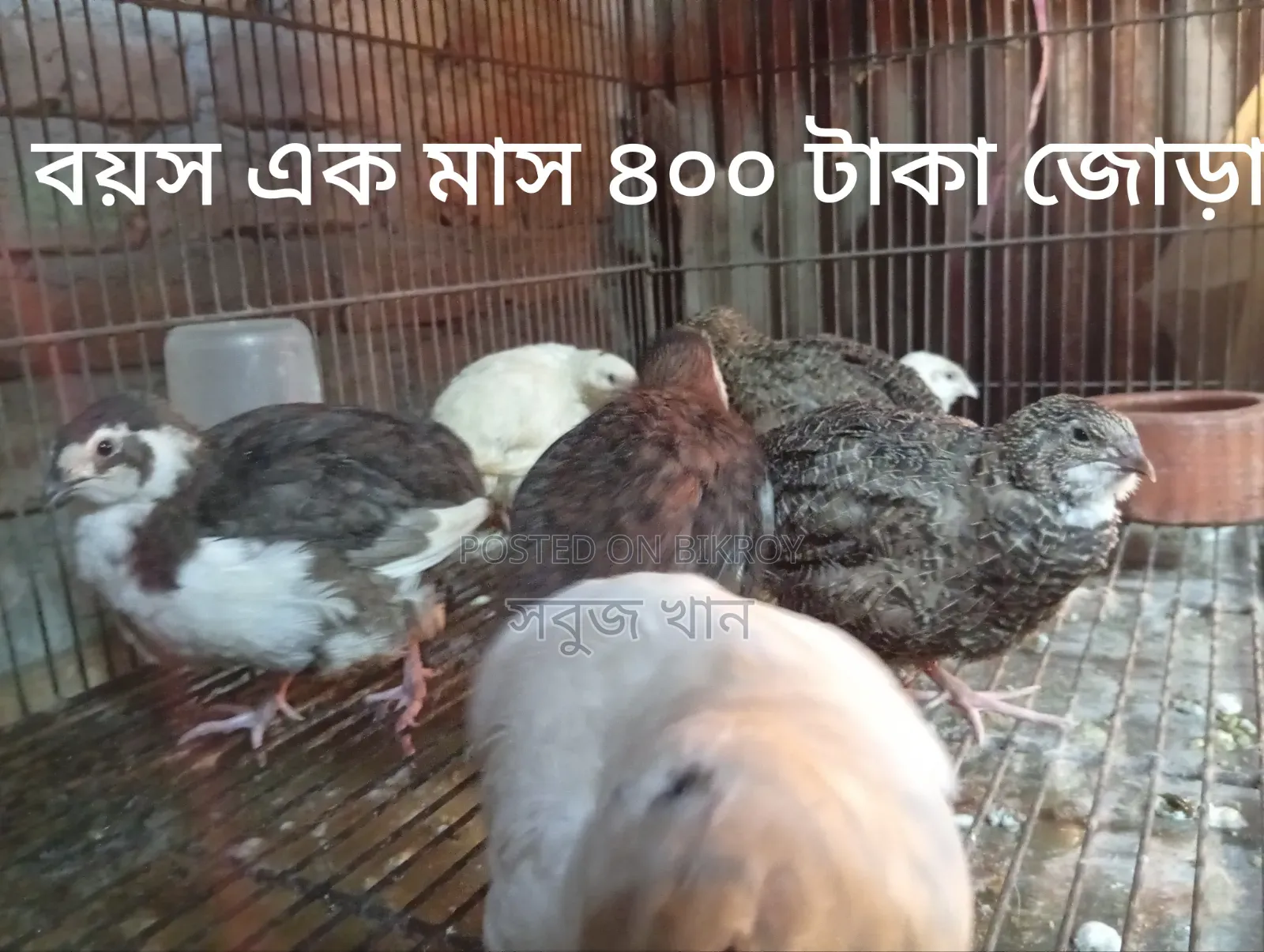 কটনিক্স জায়েন্ট কোয়েল ও খাঁচা