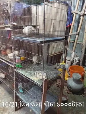 কটনিক্স জায়েন্ট কোয়েল ও খাঁচা