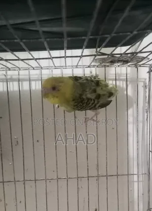 এক জোড়া পাখি বিক্রি করবো,