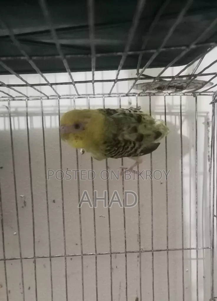এক জোড়া পাখি বিক্রি করবো,