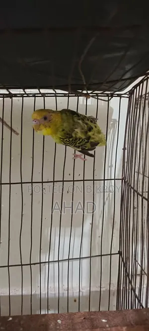 এক জোড়া পাখি বিক্রি করবো,