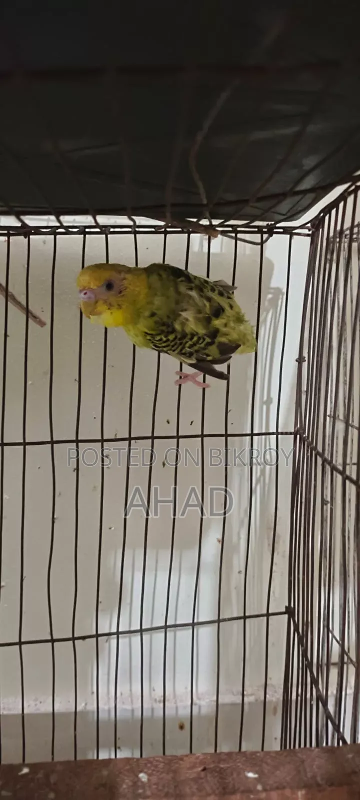 এক জোড়া পাখি বিক্রি করবো,