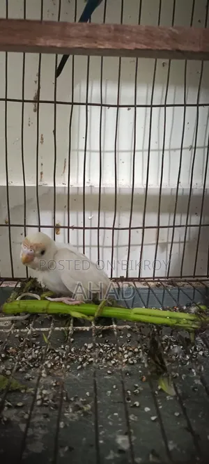এক জোড়া পাখি বিক্রি করবো,