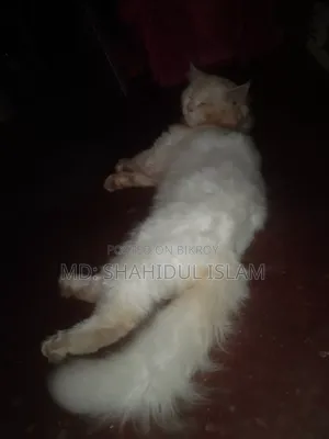 1+ year Male Mixed Breed Persian