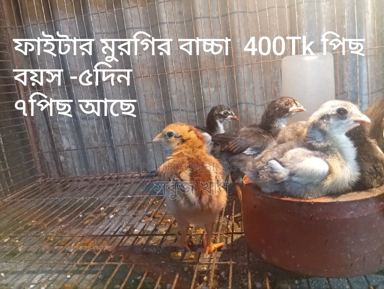 রানিং ফাইটার জোড়া ও বাচ্চা