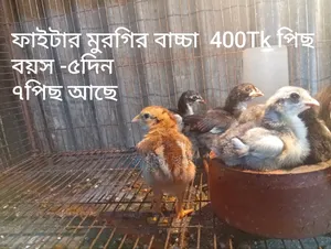 রানিং ফাইটার জোড়া ও বাচ্চা