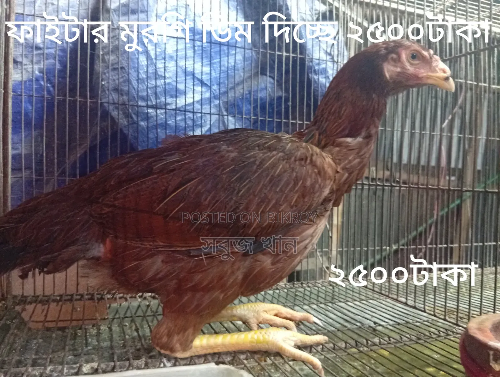 রানিং ফাইটার জোড়া ও বাচ্চা