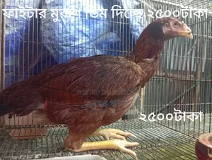 রানিং ফাইটার জোড়া ও বাচ্চা