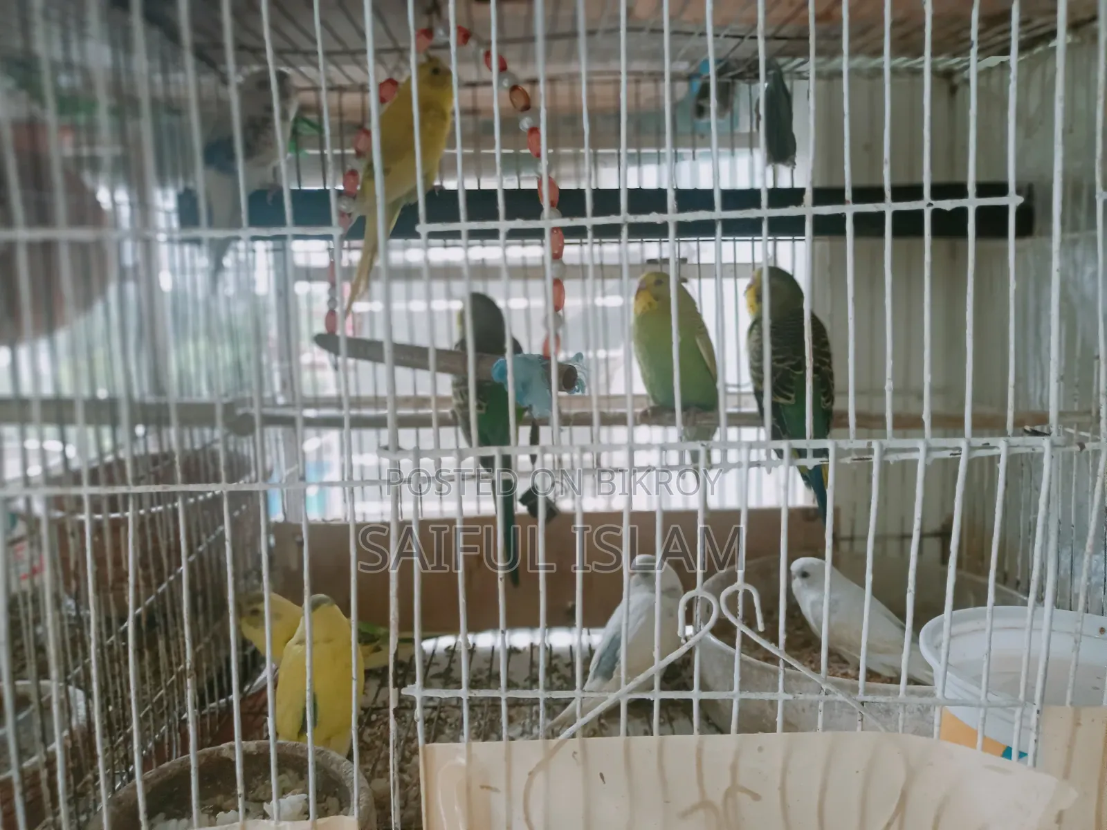 বাজিগর পাখি বিক্রয়