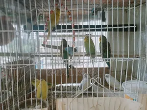বাজিগর পাখি বিক্রয়