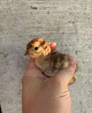 টার্কির বাচ্চা বিক্রয় হবে