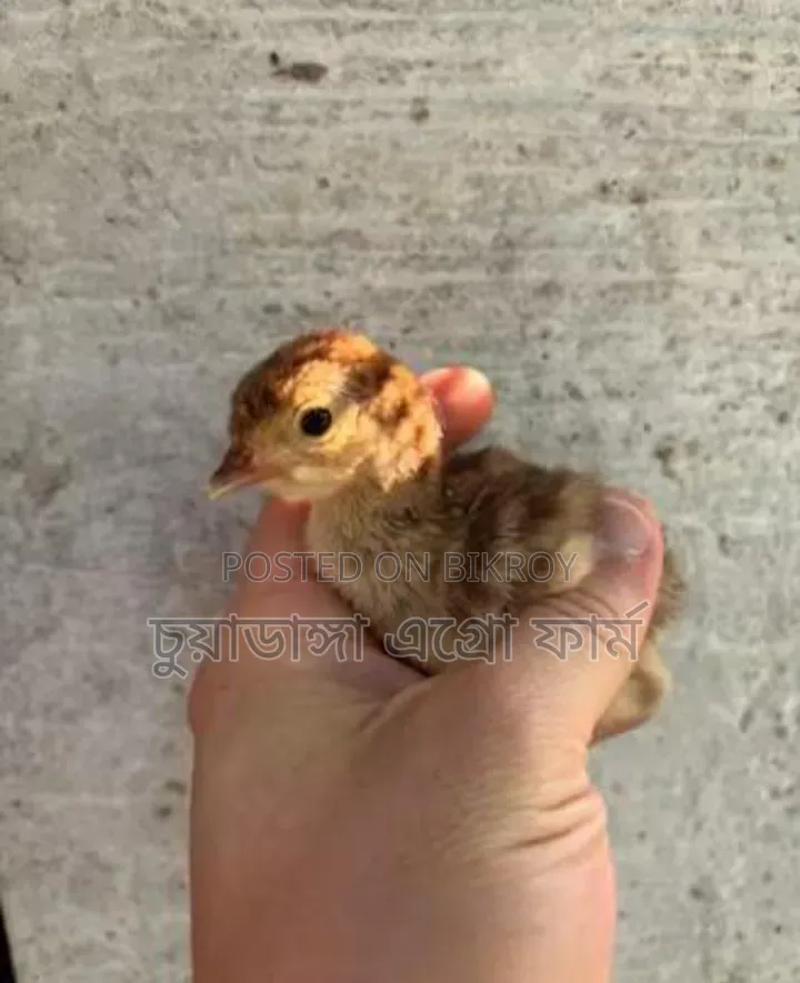 Turkey chicks for sale