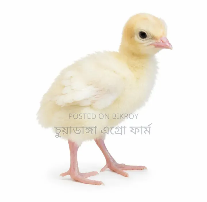 Turkey chicks for sale