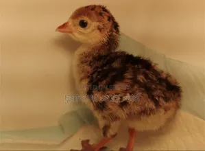 Turkey chicks for sale