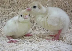 Turkey chicks for sale