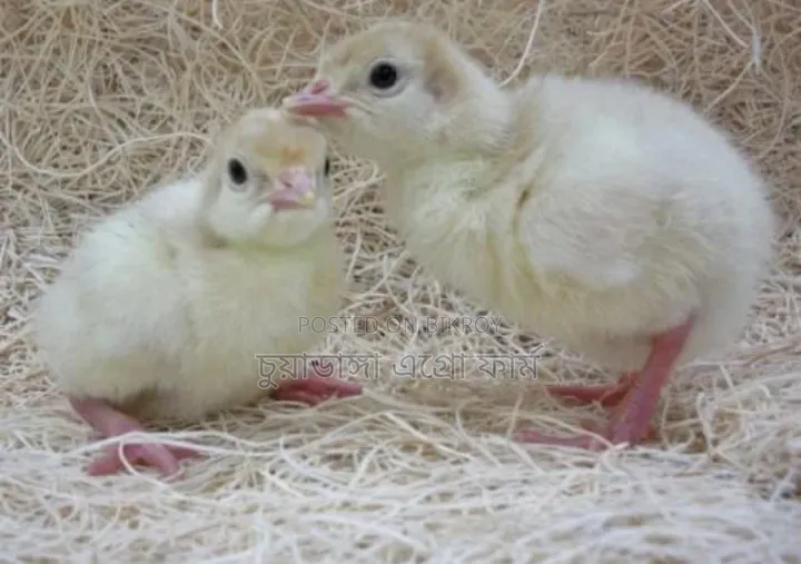Turkey chicks for sale