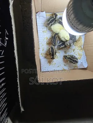 Egg Incubator Machine