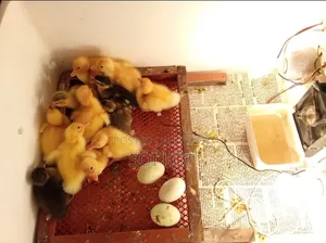 Egg Incubator Machine