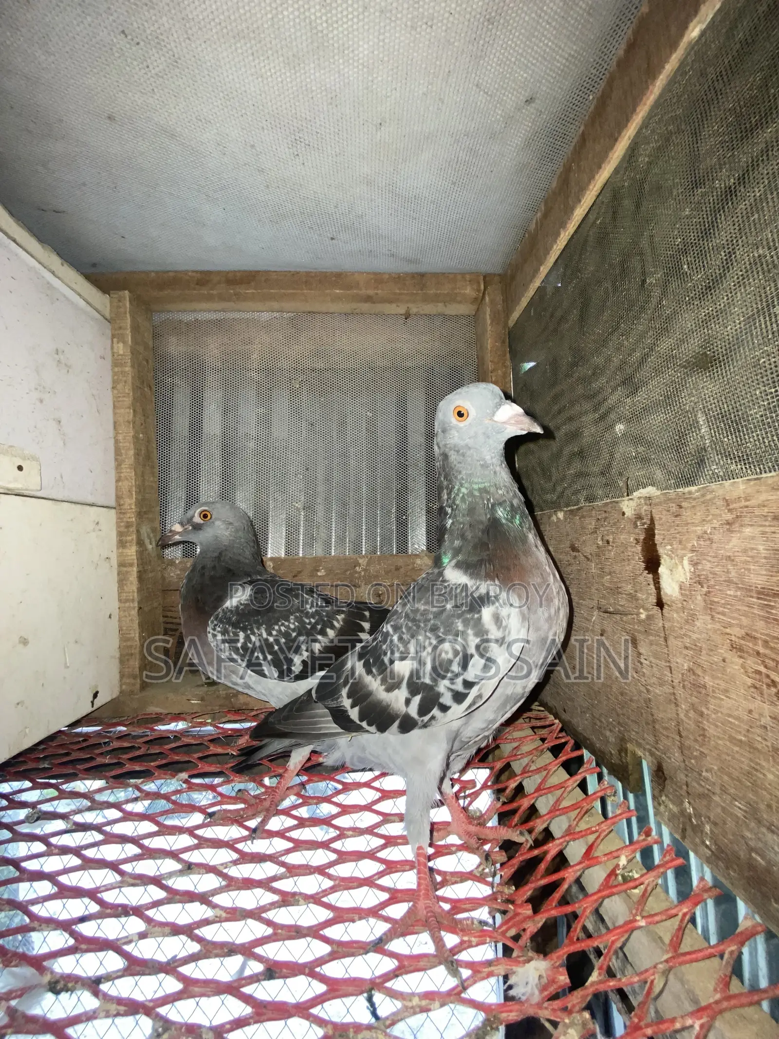 Maksi Racher Pigeon Pair