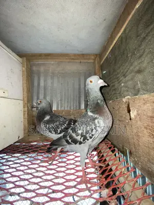 Maksi Racher Pigeon Pair