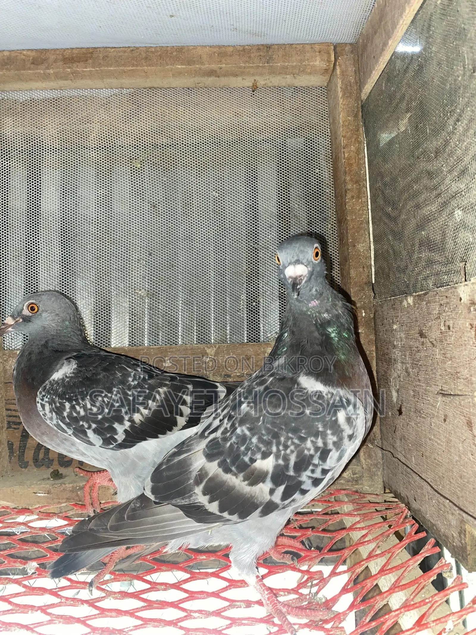 Maksi Racher Pigeon Pair