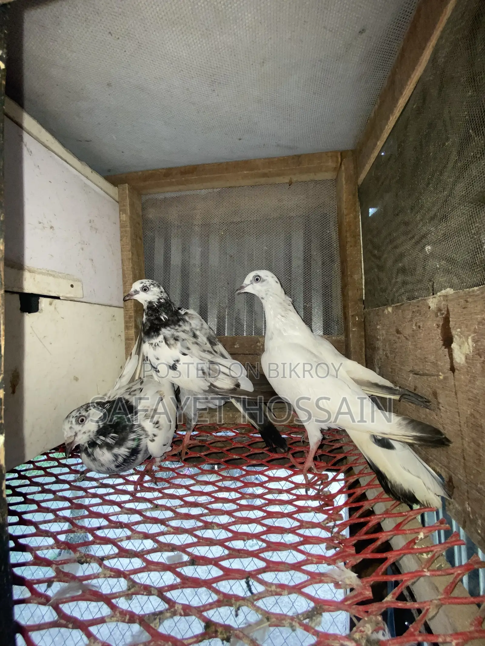 Highflyer Pigeon