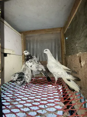 Highflyer Pigeon
