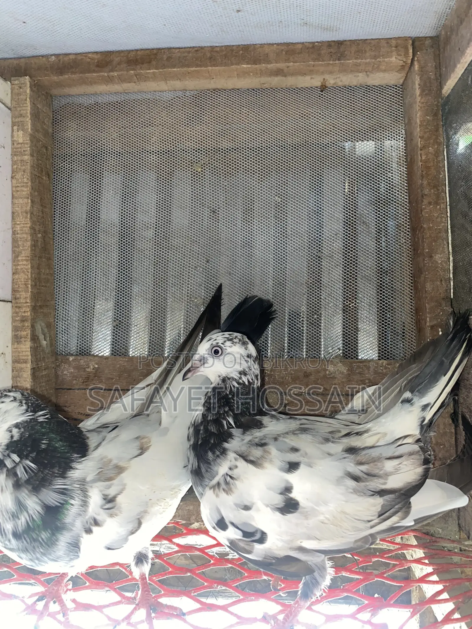 Highflyer Pigeon